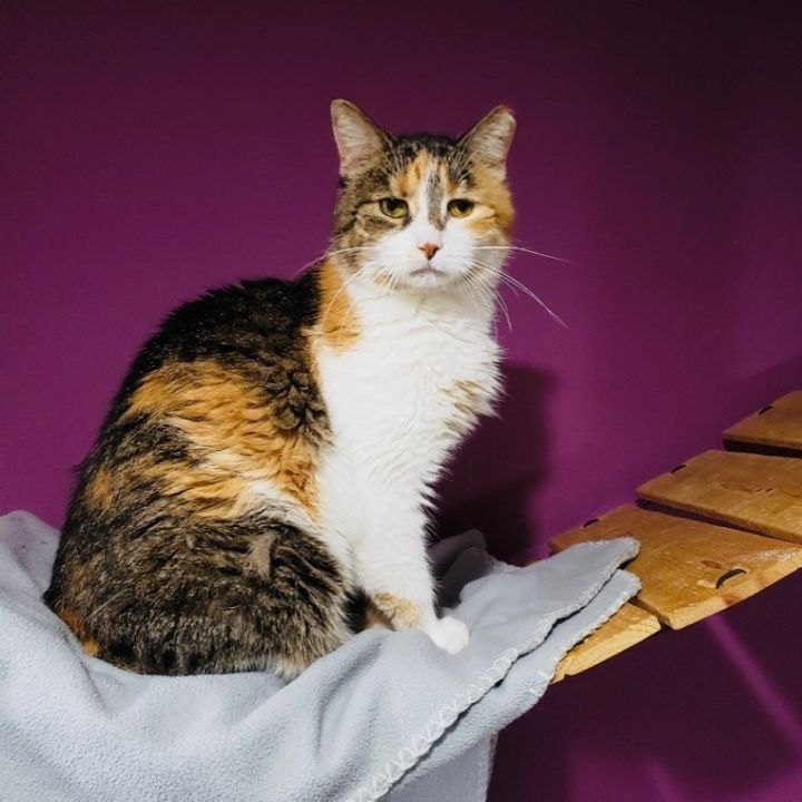 Tammy, an adoptable Calico in Chicago, IL_image-1