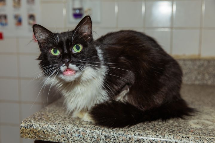 Pip, an adoptable Maine Coon in Chicago, IL_image-1