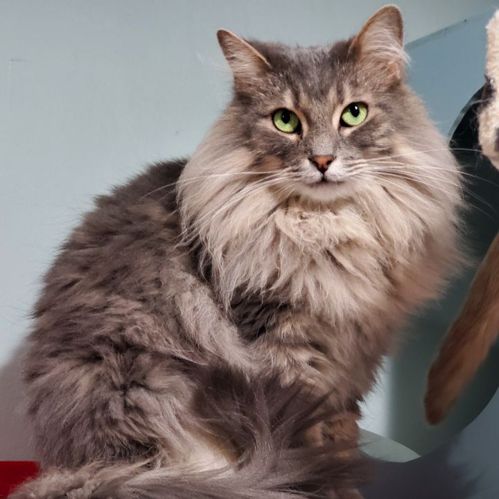 maine coons for adoption