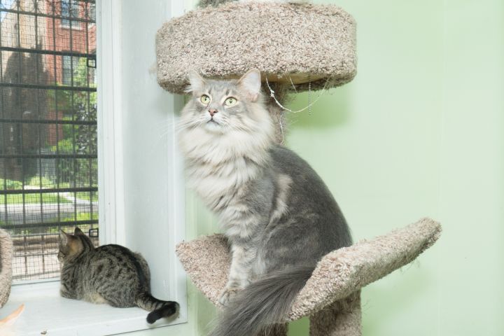 Charm, an adoptable Maine Coon in Chicago, IL_image-2