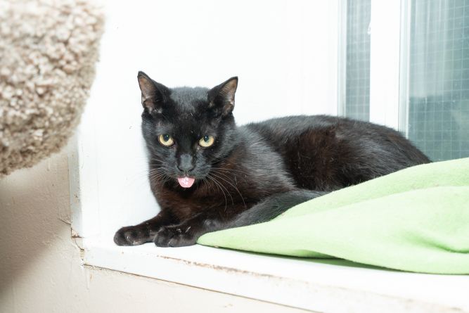 Blackie