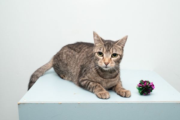 Tabitha