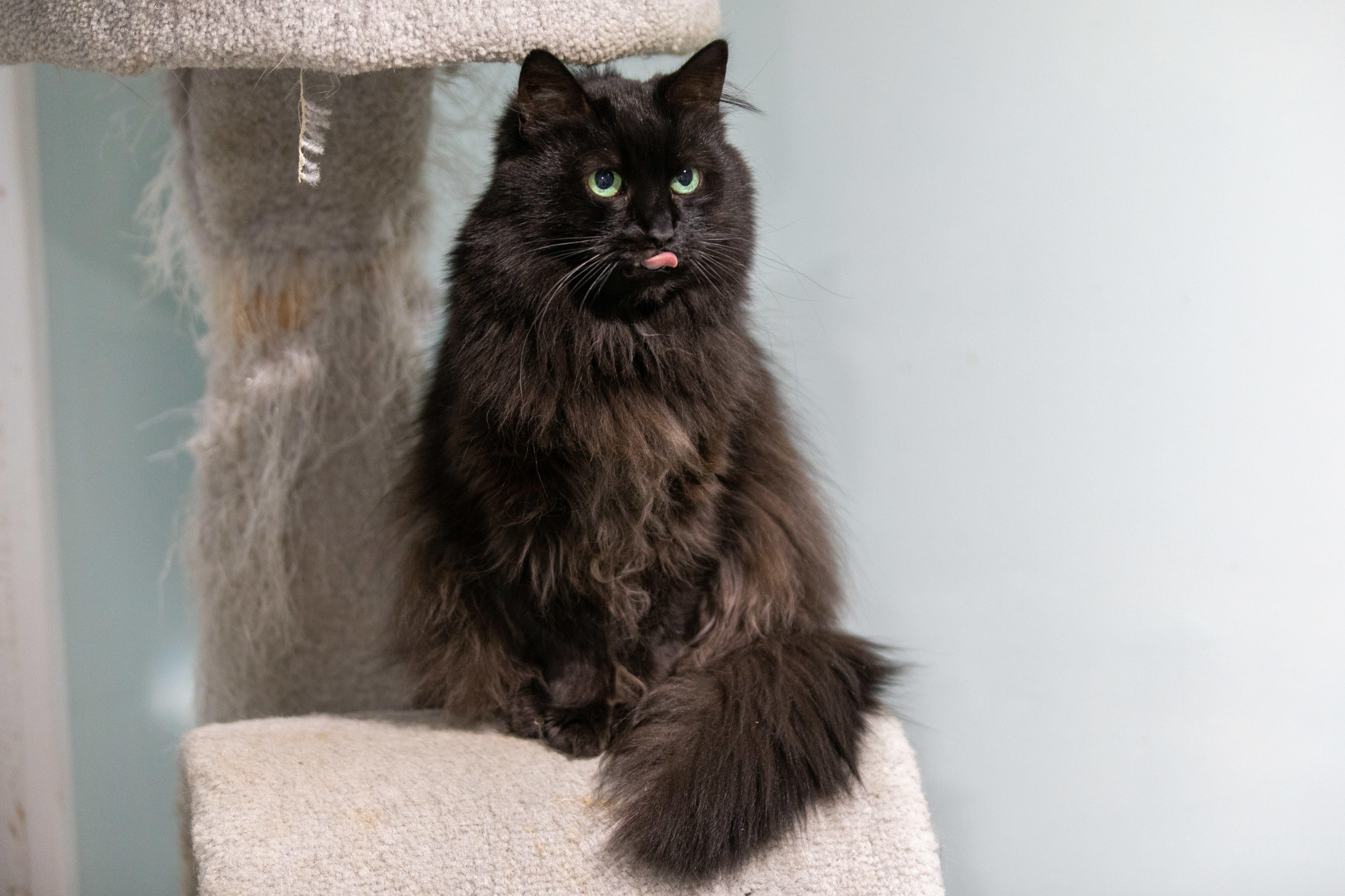 All black ragdoll sales cat