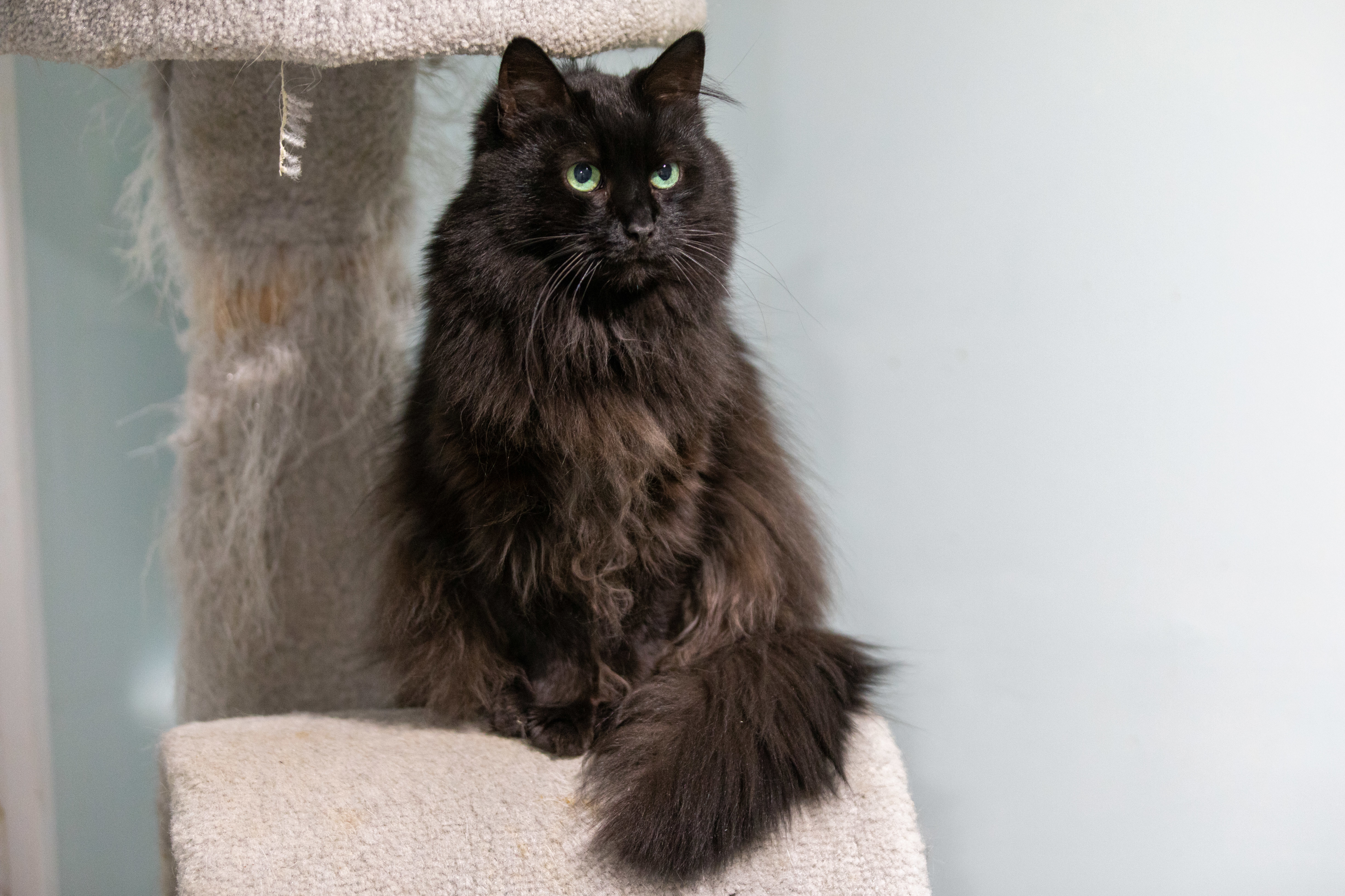 Eve, an adoptable Ragdoll in Chicago, IL, 60645 | Photo Image 2
