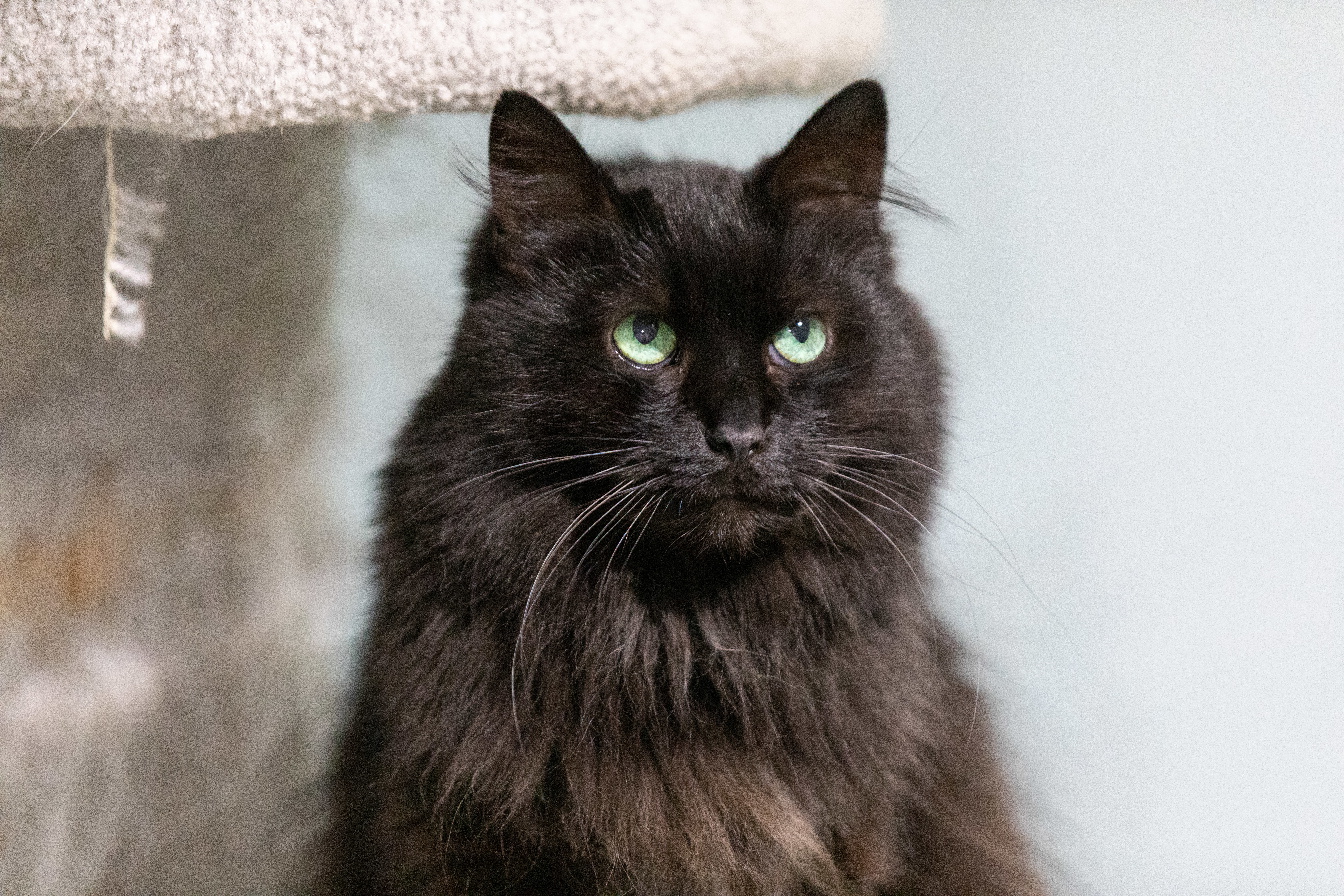 Eve, an adoptable Ragdoll in Chicago, IL, 60645 | Photo Image 3