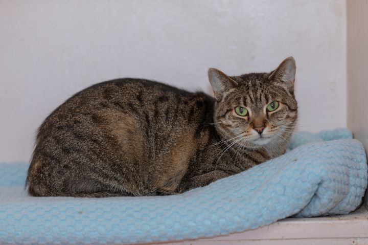 Mia, an adoptable Domestic Short Hair in Chicago, IL_image-1