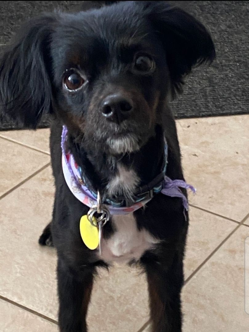 Cocker spaniel best sale and chihuahua mix