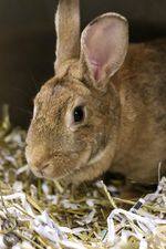 Bunnies, an adoptable American Mix in Toledo, OH_image-1