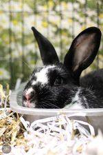 Bunnies, an adoptable American Mix in Toledo, OH_image-3