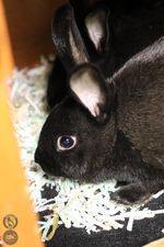 bunnies, an adoptable American Mix in Toledo, OH_image-1