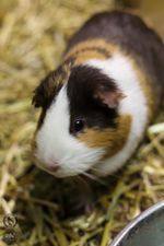 guinea pigs, an adoptable Guinea Pig in Toledo, OH_image-2