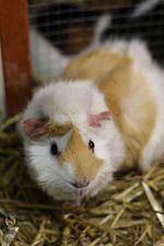 guinea pigs, an adoptable Guinea Pig in Toledo, OH_image-2