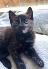 Pixie