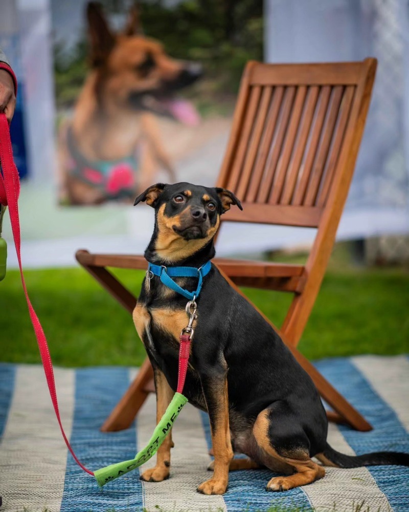 Ace of Hearts, an adoptable Labrador Retriever in Boston, MA, 02113 | Photo Image 4