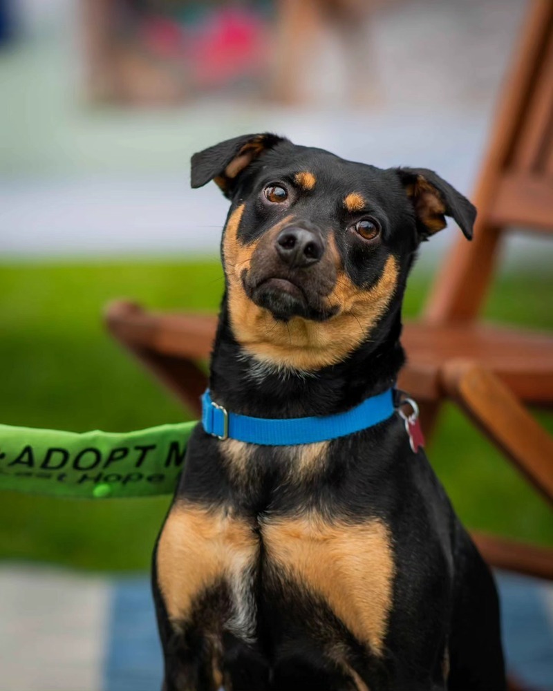 Ace of Hearts, an adoptable Labrador Retriever in Boston, MA, 02113 | Photo Image 5