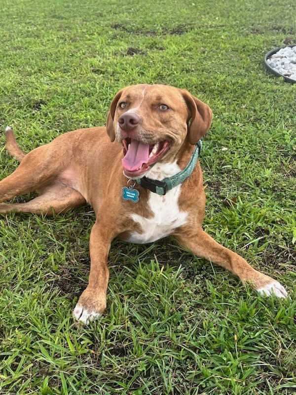 Vizsla sales catahoula mix