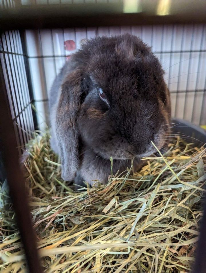 Wonder, an adopted Lop Eared in Philadelphia, PA_image-2