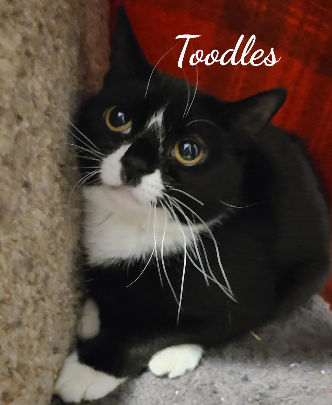 Toodles & Tinker bell, an adoptable Domestic Short Hair in Naugatuck, CT, 06770 | Photo Image 1