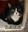 Toodles &amp; Tinker bell photo 2