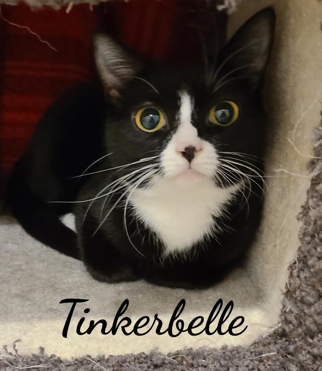 Toodles & Tinker bell, an adoptable Domestic Short Hair in Naugatuck, CT, 06770 | Photo Image 2