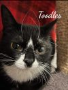 Toodles &amp; Tinker bell photo 3