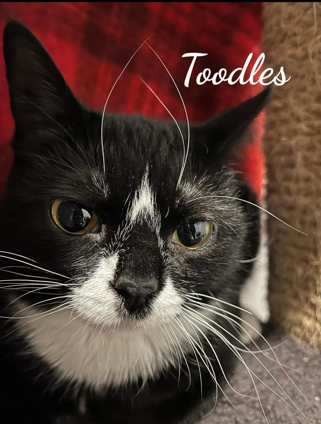 Toodles & Tinker bell, an adoptable Domestic Short Hair in Naugatuck, CT, 06770 | Photo Image 3