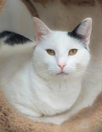 Maeve, an adoptable Domestic Short Hair in De Soto, IA, 50069 | Photo Image 1