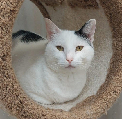 Maeve, an adoptable Domestic Short Hair in De Soto, IA, 50069 | Photo Image 2