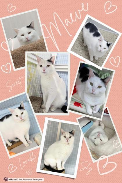 Maeve, an adoptable Domestic Short Hair in De Soto, IA, 50069 | Photo Image 2