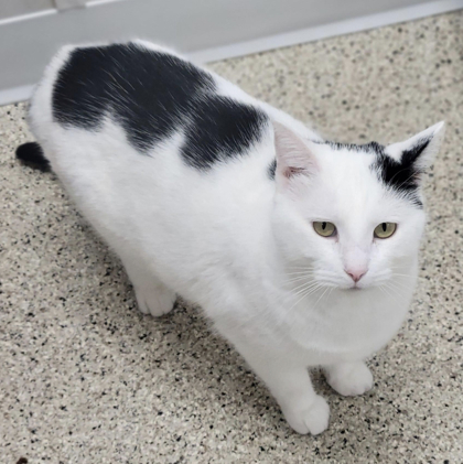 Maeve, an adoptable Domestic Short Hair in De Soto, IA, 50069 | Photo Image 3