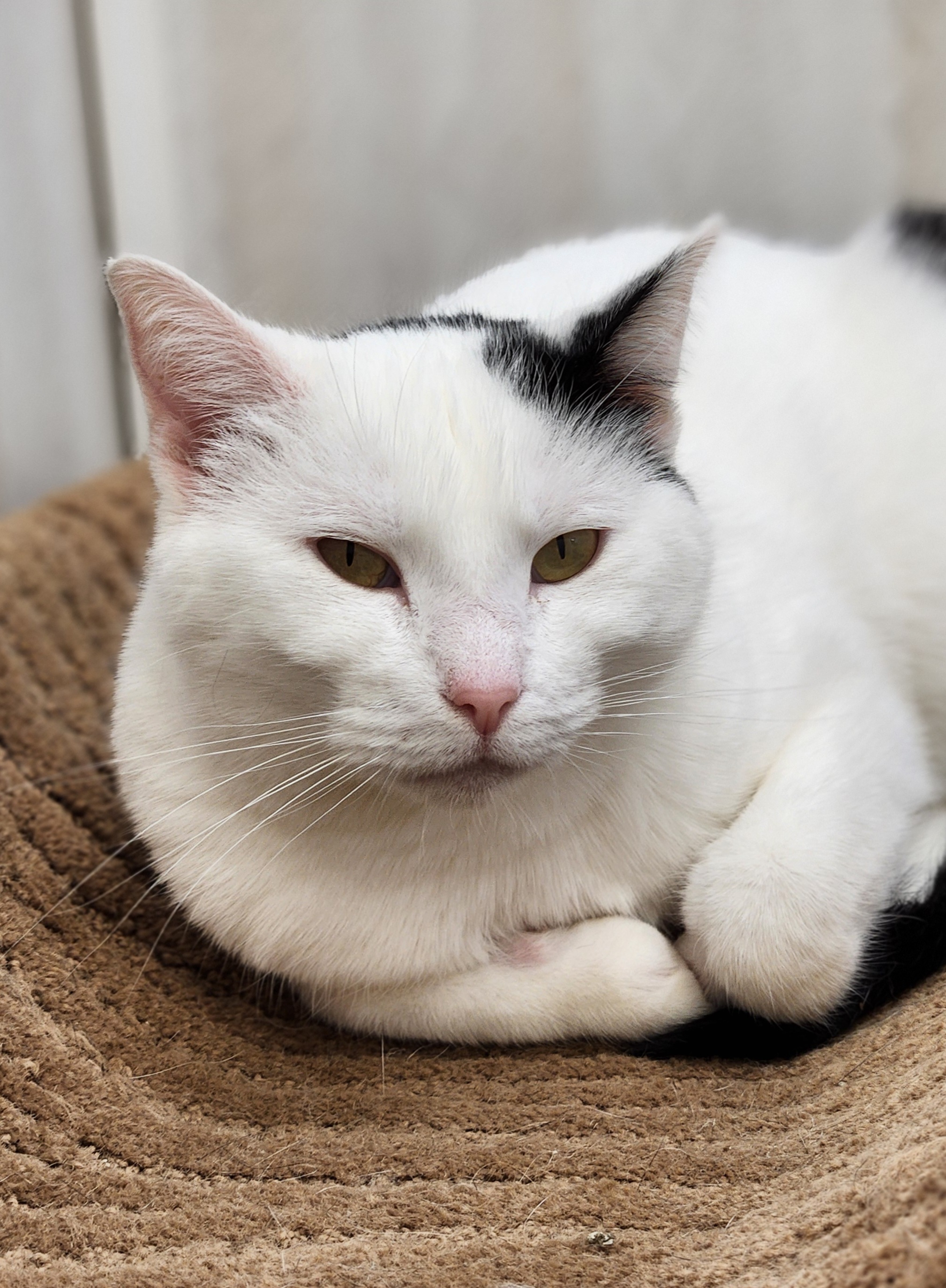 Maeve, an adoptable Domestic Short Hair in De Soto, IA, 50069 | Photo Image 3