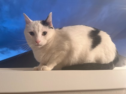 Maeve, an adoptable Domestic Short Hair in De Soto, IA, 50069 | Photo Image 3