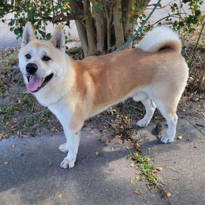 Akita inu for sales adoption