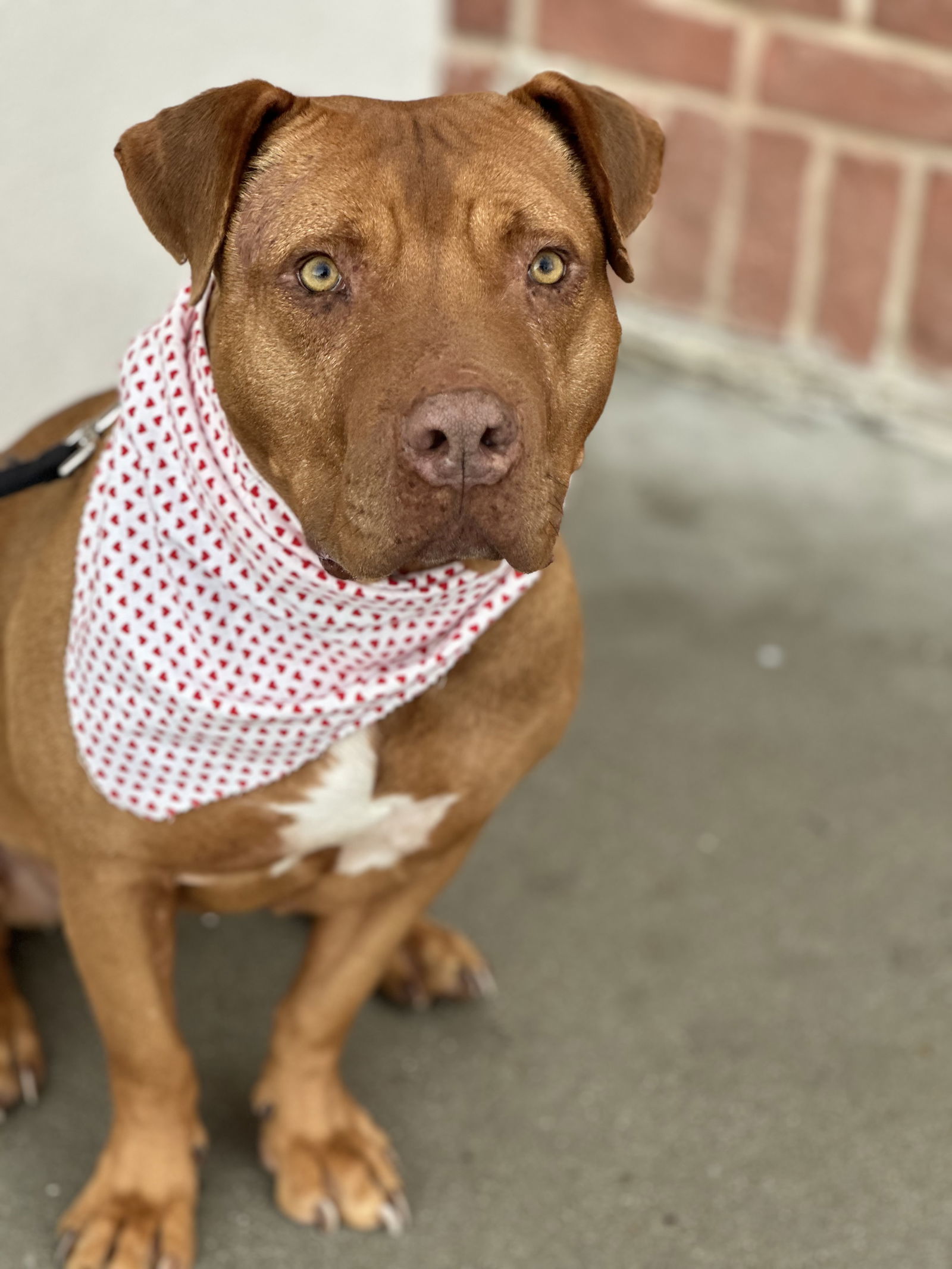 Nova