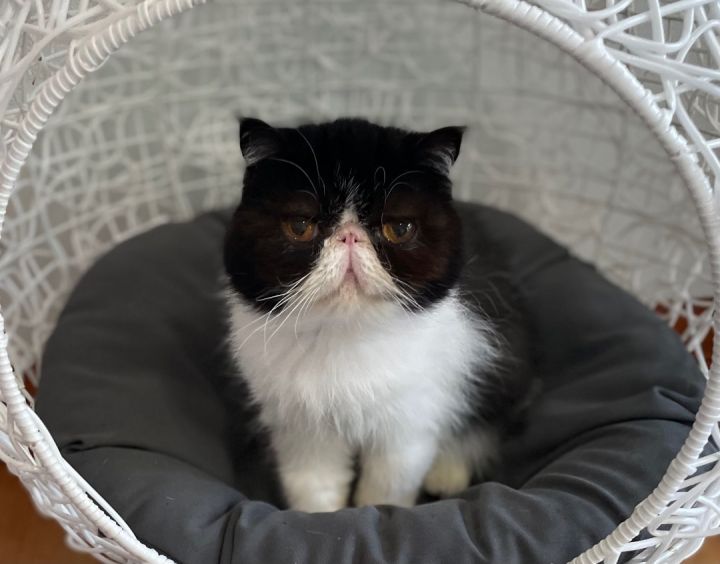 Aurora, an adopted Exotic Shorthair in Beverly Hills, CA_image-1