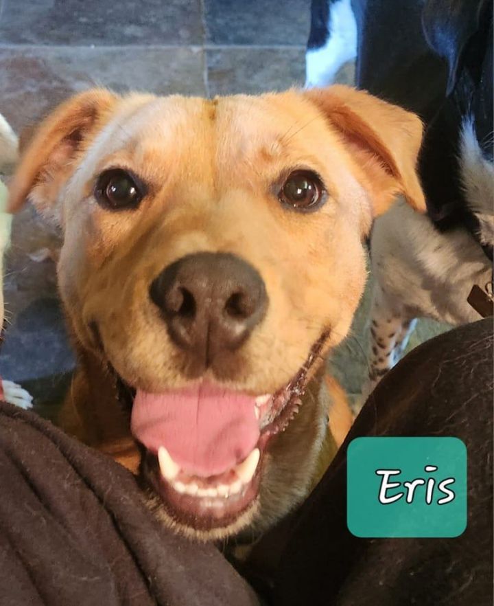 Eris, an adoptable Terrier & Labrador Retriever Mix in Manhattan, KS_image-2