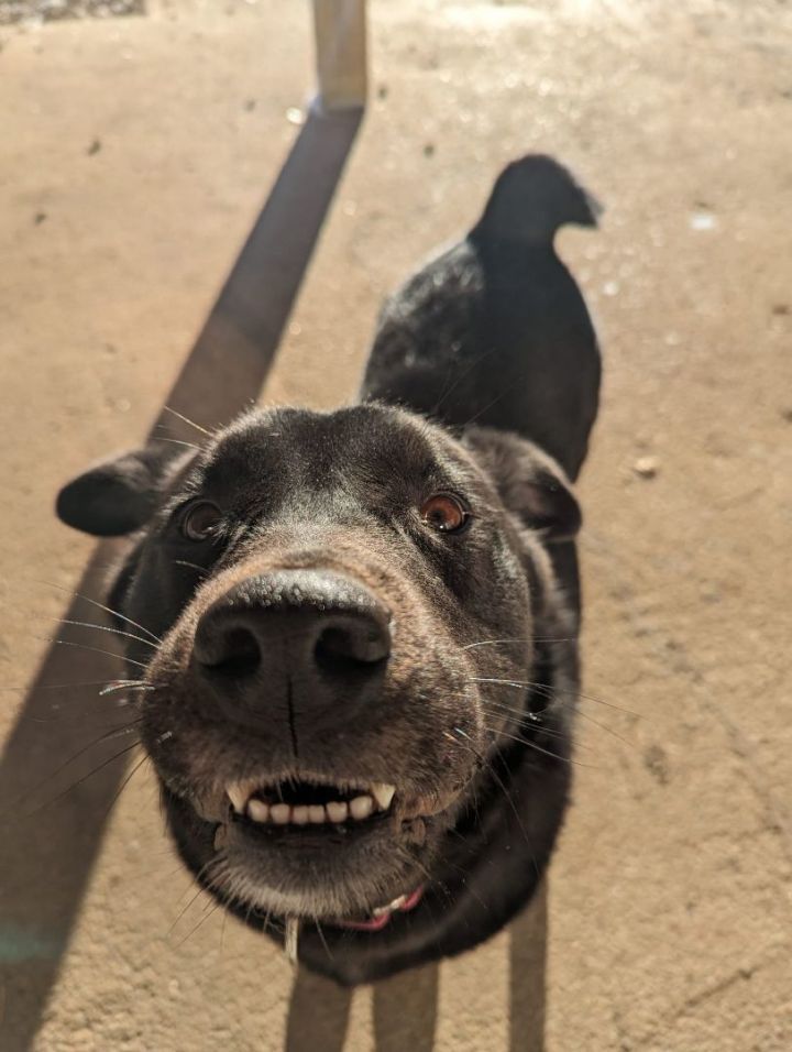 Dante, an adoptable Labrador Retriever Mix in Manhattan, KS_image-1