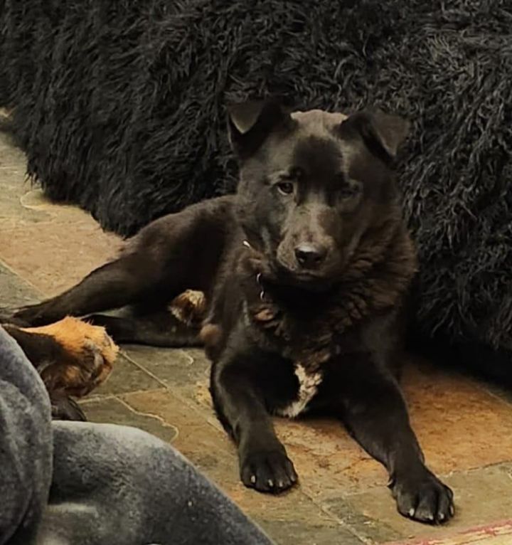 Dante, an adoptable Labrador Retriever Mix in Manhattan, KS_image-3