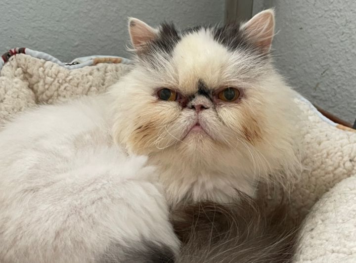Chanel, an adopted Persian in Beverly Hills, CA_image-1