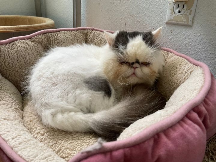 Chanel, an adopted Persian in Beverly Hills, CA_image-2