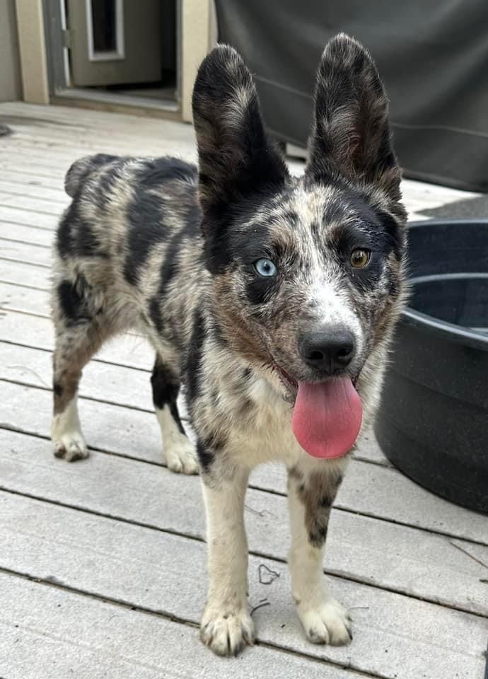 Speck, an adoptable Australian Shepherd in Lafayette, CO, 80026 | Photo Image 1