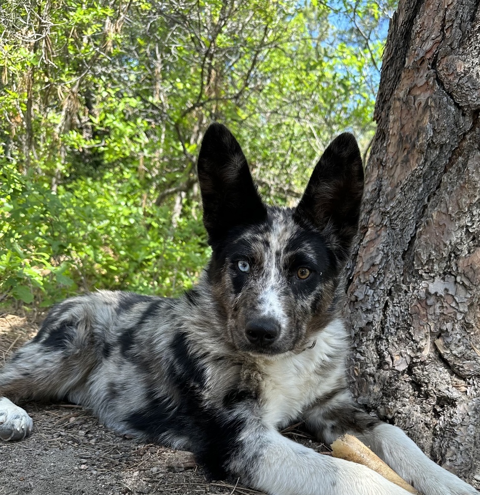 Speck, an adoptable Australian Shepherd in Lafayette, CO, 80026 | Photo Image 2