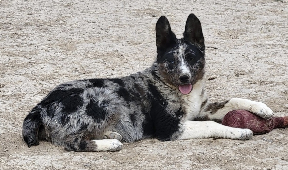 Speck, an adoptable Australian Shepherd in Lafayette, CO, 80026 | Photo Image 3