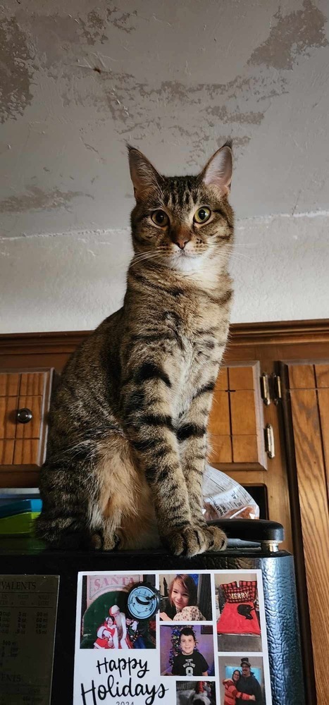 Grey, an adoptable Domestic Short Hair, Tabby in Shawnee, OK, 74804 | Photo Image 1