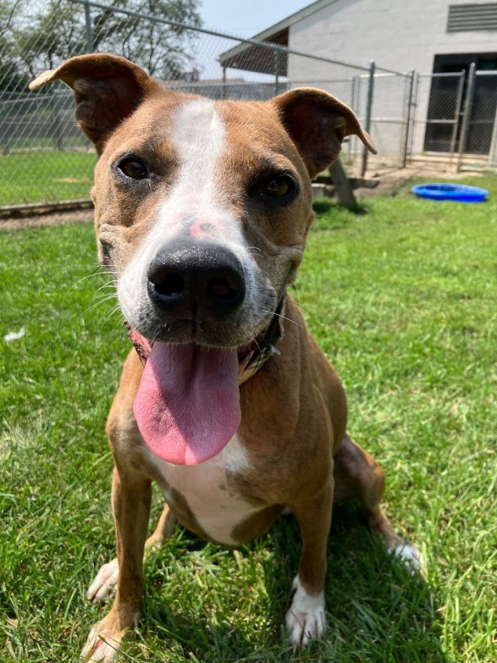 boxer italian greyhound mix