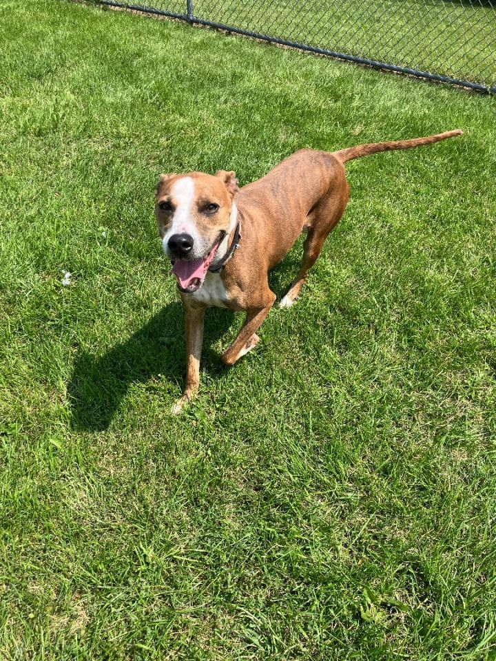 boxer italian greyhound mix