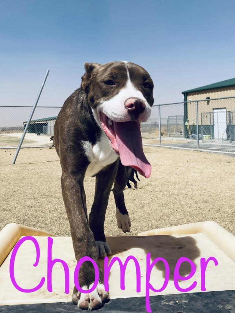 Chomper, an adoptable Catahoula Leopard Dog, Pit Bull Terrier in Big Spring, TX, 79720 | Photo Image 1
