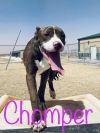 Chomper photo 1