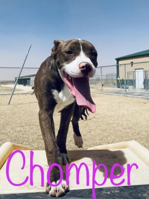 Chomper, Adult Female Catahoula Leopard Dog