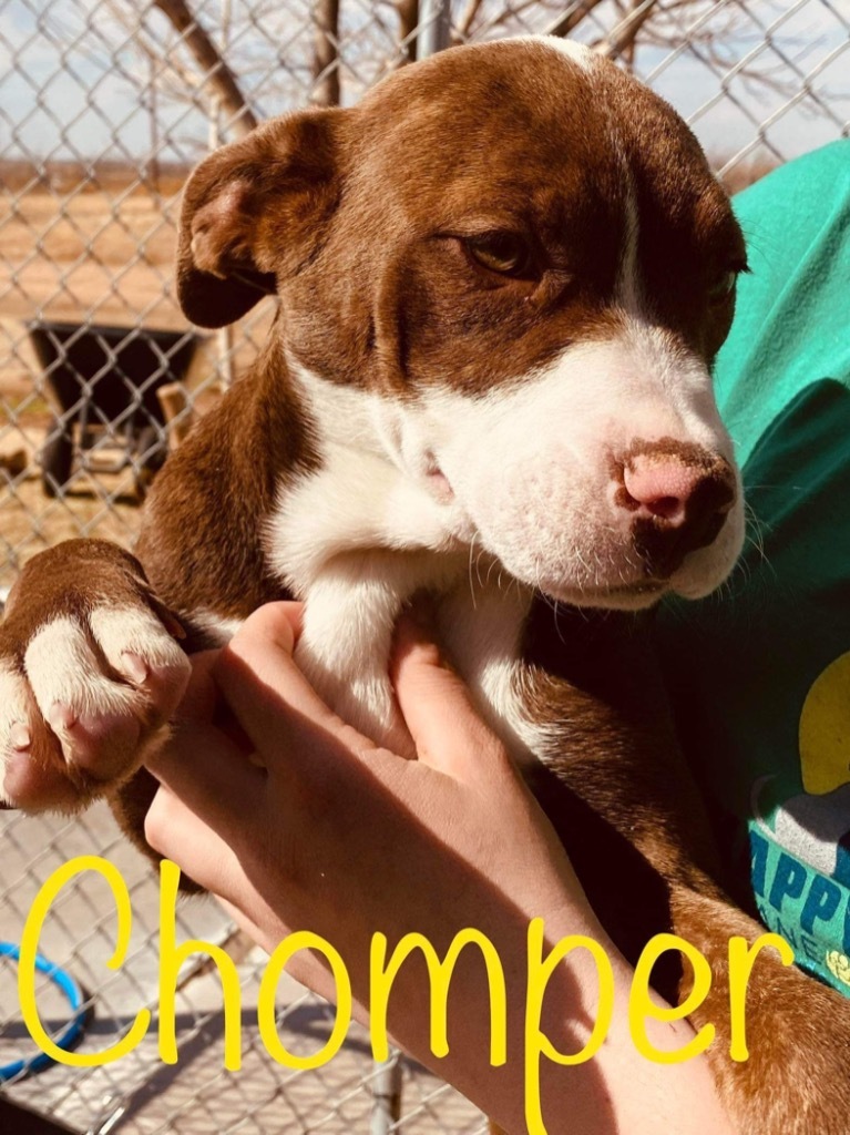 Chomper, an adoptable Catahoula Leopard Dog, Pit Bull Terrier in Big Spring, TX, 79720 | Photo Image 2